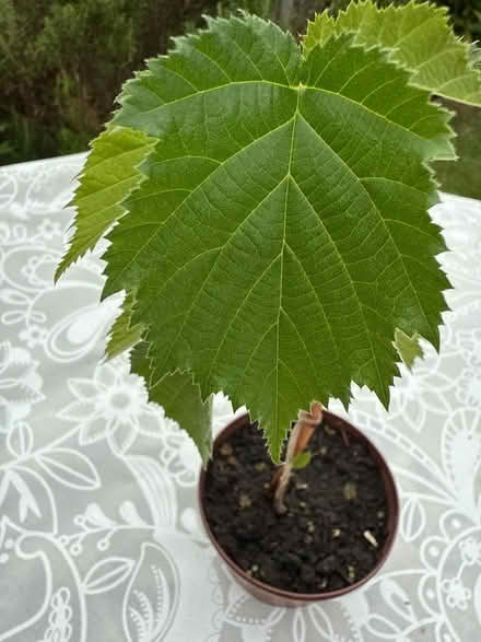 Photo of free Plant sappling (Norbury CR7) #2