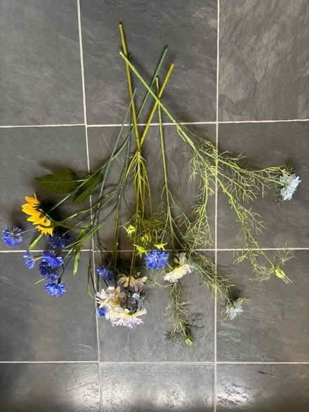 Photo of free Flowers (Bear flat) #2