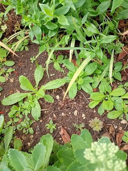 Photo of free Teasle plants (Temple Cowley OX4) #1