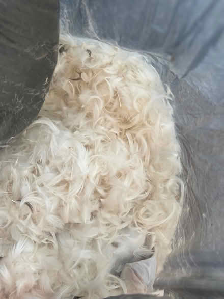 Photo of free Feathers for pillow etc. (Hivings Hill) (Chesham HP5) #1