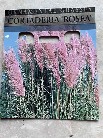 Photo of free pink pampas grass plant (Dousland) #1