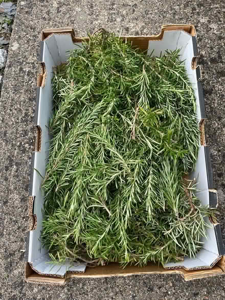 Photo of free Rosemary cuttings (Hertford Heath SG13) #1