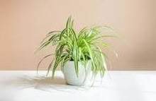 Photo of Spider Plant (Cuffley EN6) #1