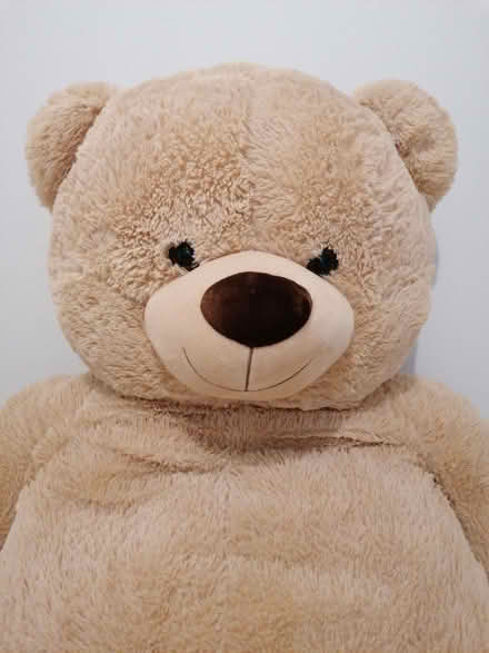 Photo of free Massive Teddy Bear (South Tonbridge TN9) #2