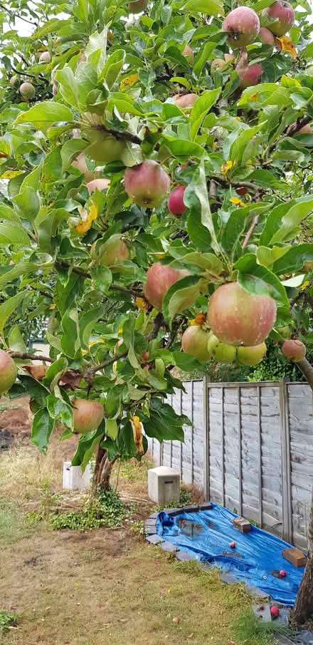 Photo of free English Apples (possibly malus x domestica) (Walsall WS1) #2