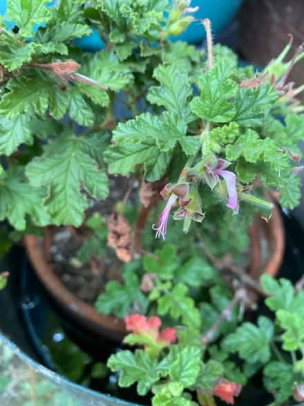 Photo of free Oakleaf Pelargonium cuttings (Waterlooville PO7) #2