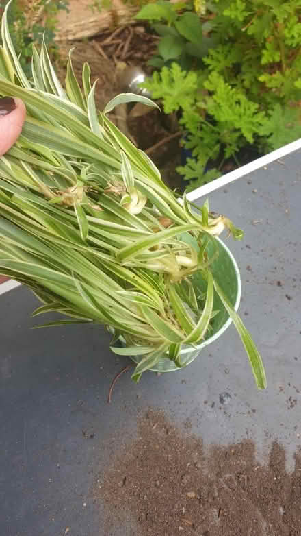 Photo of free Spider plant cuttings (TW7) #2