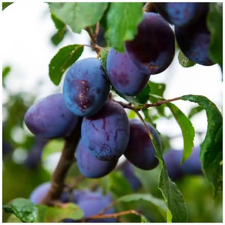 Photo of Damsons (Stanstead St Margarets SG12) #1
