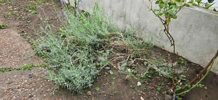 Photo of free Lavender plant (Twickenham TW1) #1