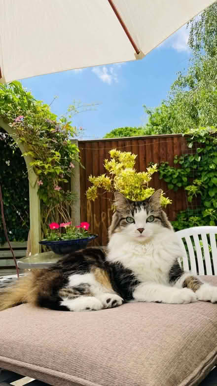 Photo of free Cat litter x 3 bags plus 1/2 bag. (Old Dean GU15) #1