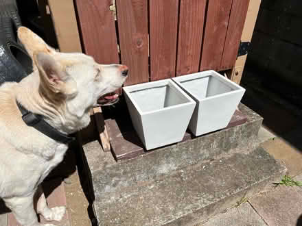 Photo of free 2 white planter boxes (Portola District, SF) #1