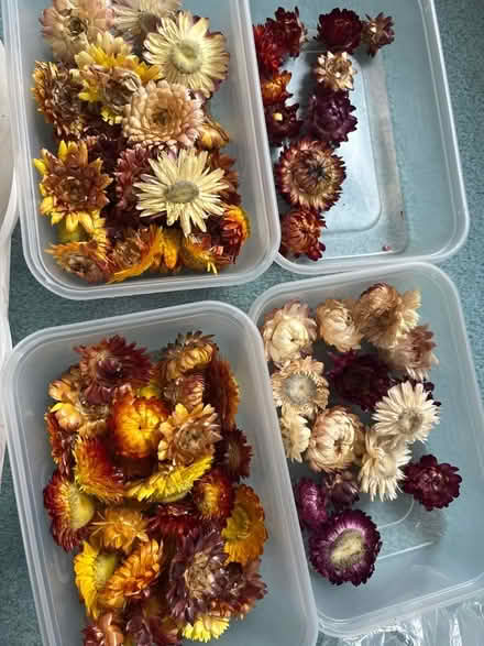 Photo of free Dried Flowers (Wokingham RG41) #3