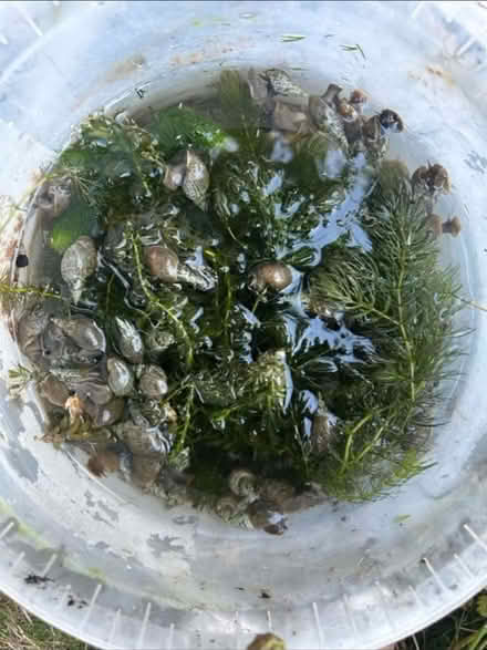 Photo of free Pond Snails & Oxygenator plants (Churchill OX7) #1