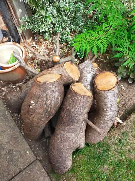 Photo of free Logs (Southdown AL5) #1