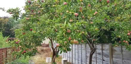 Photo of free English Apples (possibly malus x domestica) (Walsall WS1) #1