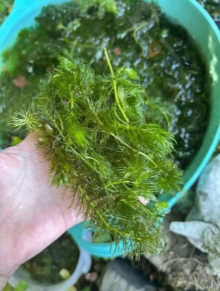 Photo of free Pond Snails & Oxygenator plants (Churchill OX7) #2