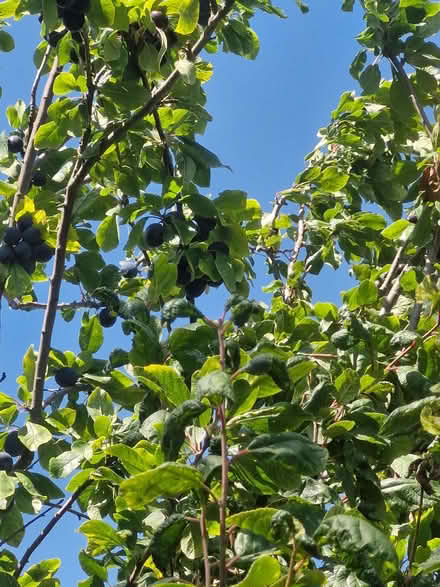 Photo of free Pears and Victoria plums (Belvidere SY2) #4