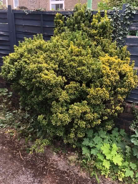 Photo of free Shrubs (Wisewood S6) #3
