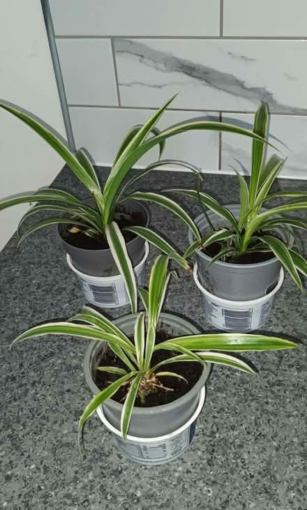 Photo of free 3 young Spider Plants (S20 Waterthorpe) #1