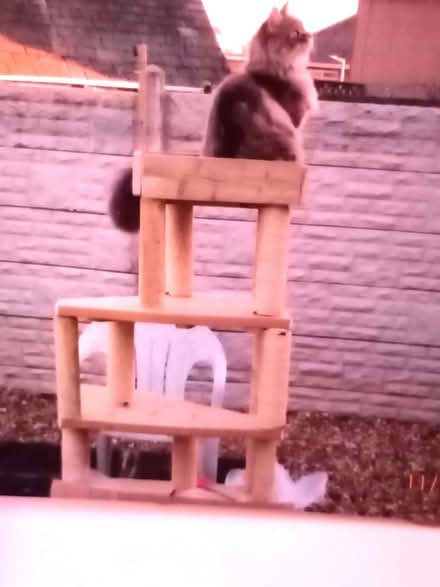 Photo of free Outside cat tree (Heysham Village LA3) #1