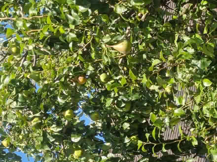 Photo of free Pears and Victoria plums (Belvidere SY2) #2
