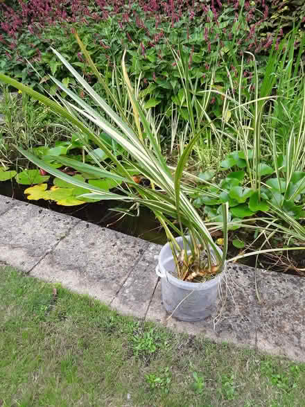 Photo of free Pond plant (South Wootton PE30) #2