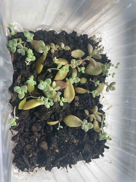 Photo of free Baby succulents (OX44 nuneham) #1