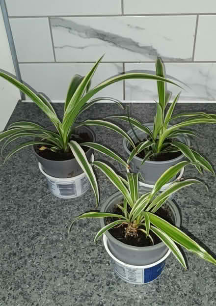 Photo of free 3 young Spider Plants (S20 Waterthorpe) #2