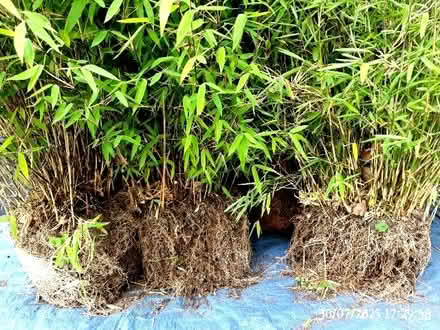 Photo of free 6 Bamboo Shrubs, Non-Invasive (Llangynllo LD7) #2