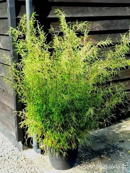 Photo of free 6 Bamboo Shrubs, Non-Invasive (Llangynllo LD7) #3