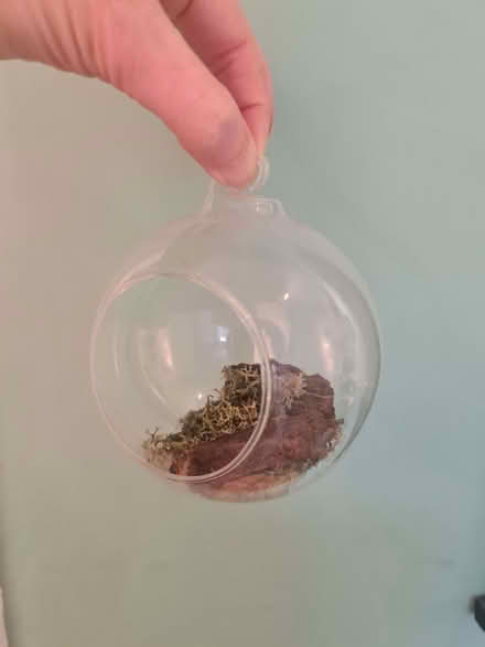 Photo of free Hanging globe for airplant (Lewes BN7) #1