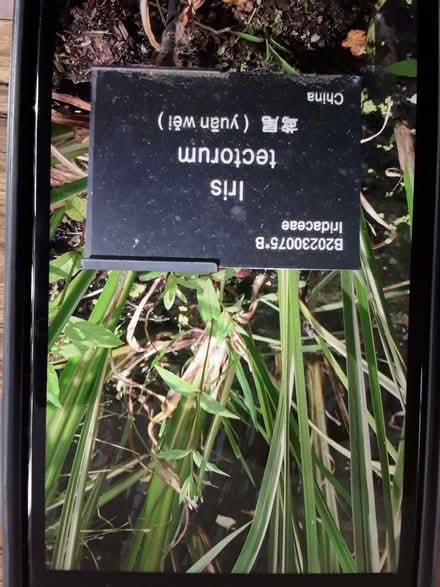 Photo of free Pond plant (South Wootton PE30) #1