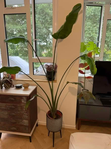 Photo of free Plant with pot (Se11 5hw) #1