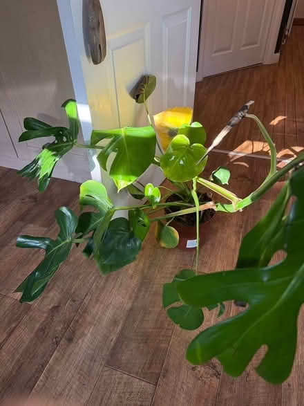 Photo of free Monstera plant (Tuffley Gloucester) #2