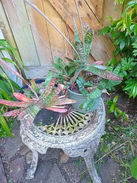 Photo of free Indoor succulent plants (Eastbourne BN20) #1