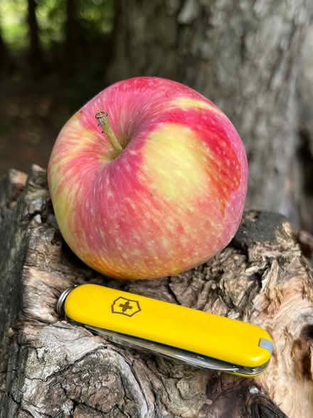 Photo of free Hunting Apples (Aylmer Lakeview Terrace) #1