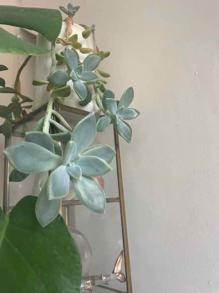 Photo of free Baby succulents (OX44 nuneham) #2