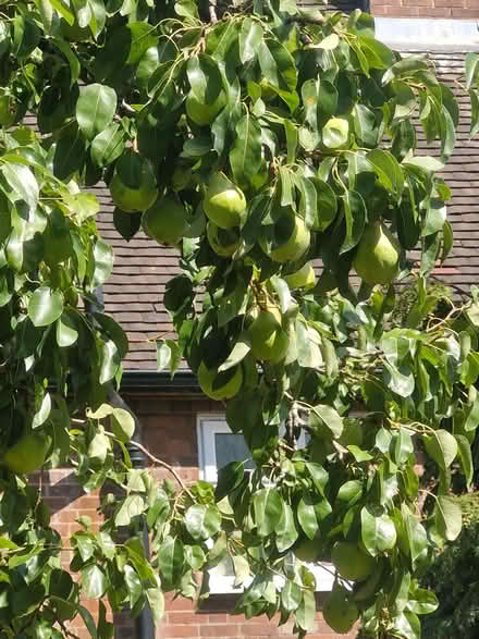 Photo of free Pears and Victoria plums (Belvidere SY2) #3