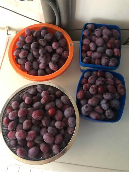 Photo of free Plums (Lydiard Millicent SN5) #1