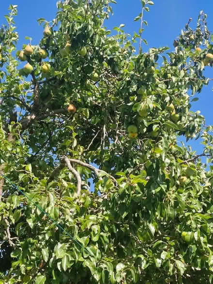 Photo of free Pears and Victoria plums (Belvidere SY2) #1