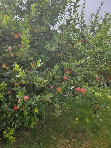 Photo of free Apples (Chellaston DE73) #1