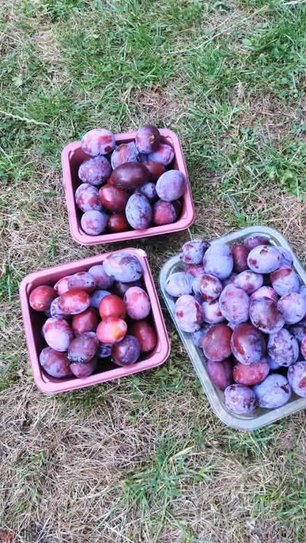 Photo of free More windfall plums (Leckhampton GL53) #1