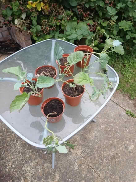 Photo of free Broccoli plants (Ss9 4ax) #1