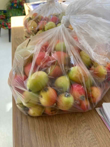 Photo of free 1kg of Crab apples (Bilton Road CV22) #1