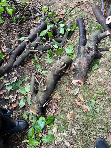Photo of free Wood for log burner (Hartford) #2