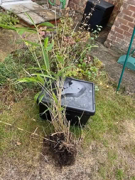 Photo of free Tall growing spreading bamboo (Bennetts End HP3) #1