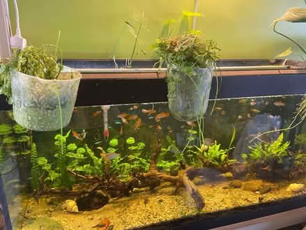 Photo of free Aquarium plant cuttings (Huyton L36) #1