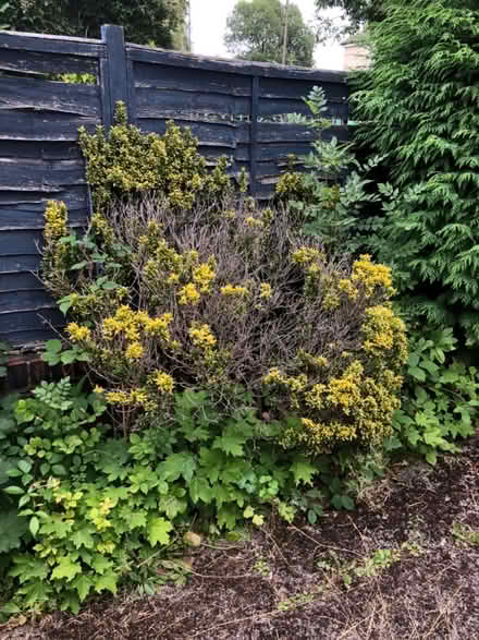 Photo of free Shrubs (Wisewood S6) #2