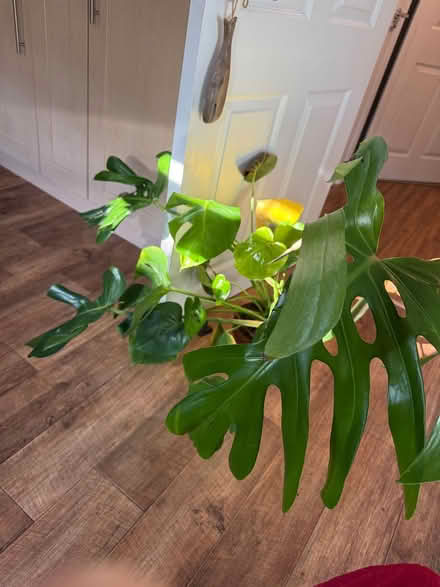Photo of free Monstera plant (Tuffley Gloucester) #1