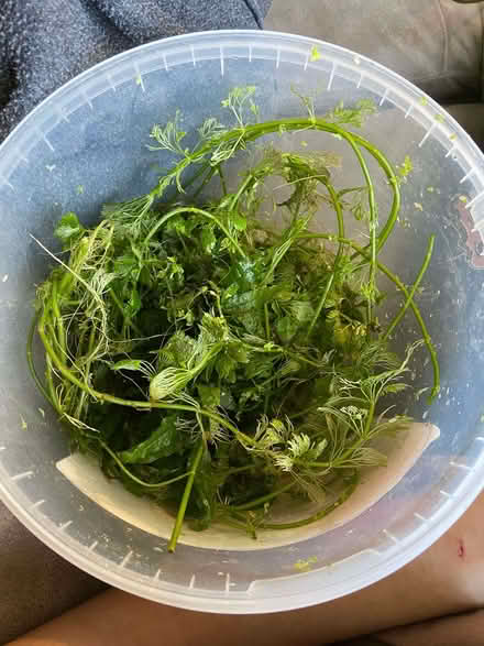 Photo of free Aquarium plant cuttings (Huyton L36) #2